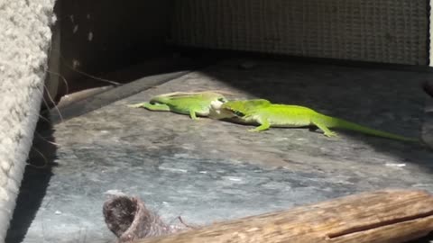 Male anoles fight