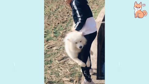 Funny Pet video
