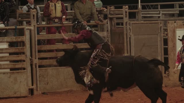 bull rodeo