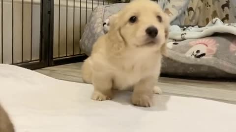 Two Puppies