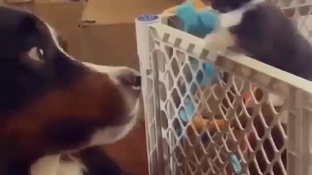 Little cats bully big dogs