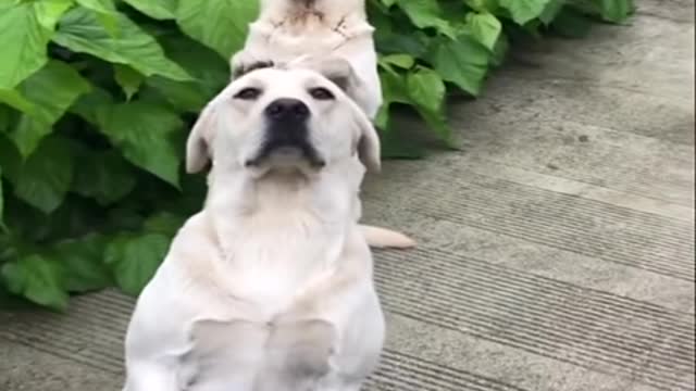 Funniest & Cutest Labrador Puppies #2 - Funny Puppy Videos