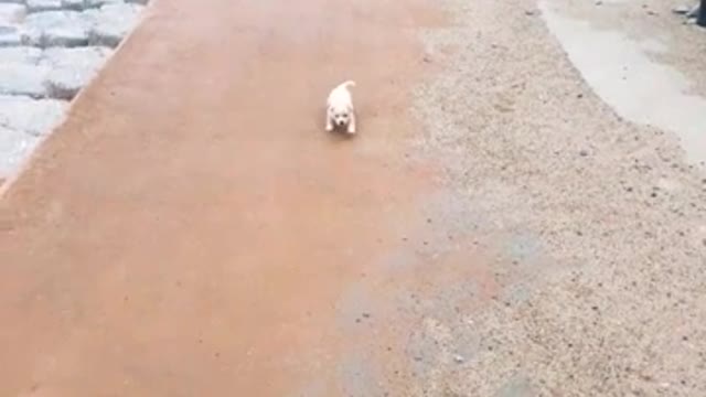 These are dogs walking hard with their mother.