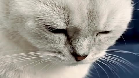 #cat#cat