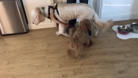 Small brown dog wants to take larger dog on a walk