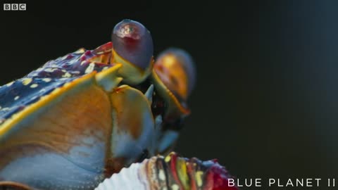 Lightfoot crabs ambushed by eels and octopuses