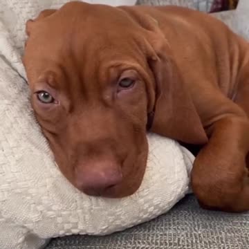 Cute puppy feeling sleepy