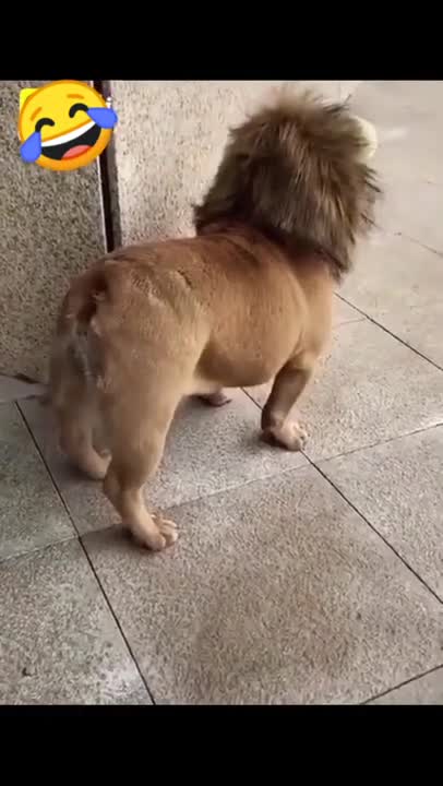 FUNNY DOG: SHORT CLIP