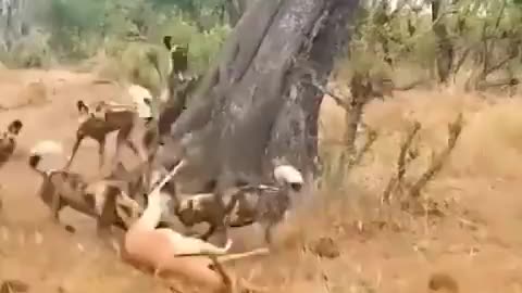 Cheetah Vs Wild Dogs Vs Hyenas