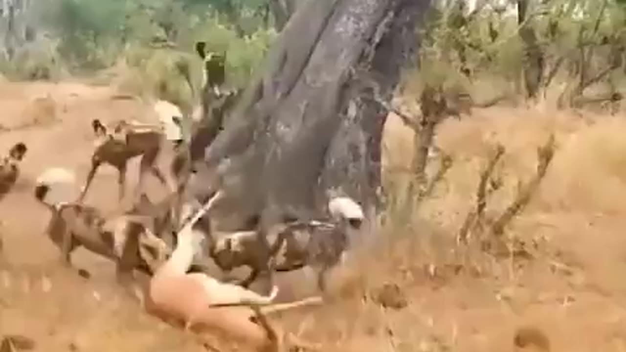 Cheetah Vs Wild Dogs Vs Hyenas