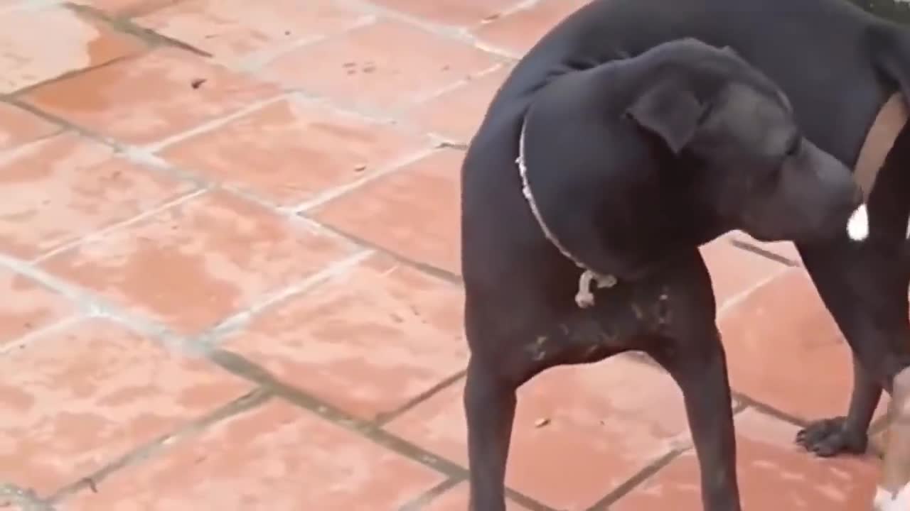 Red DOG 69 EPS PITBULL BLACK AMERICAN BULLDOG CASTLE