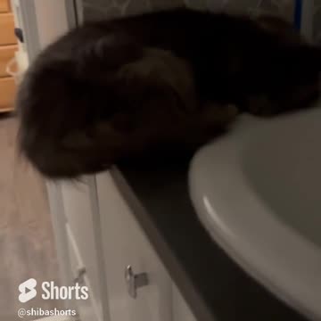 Does Your Cat Do This ?