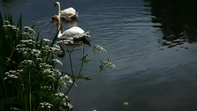 Water goose