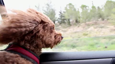 Dog in Car 😍🥳