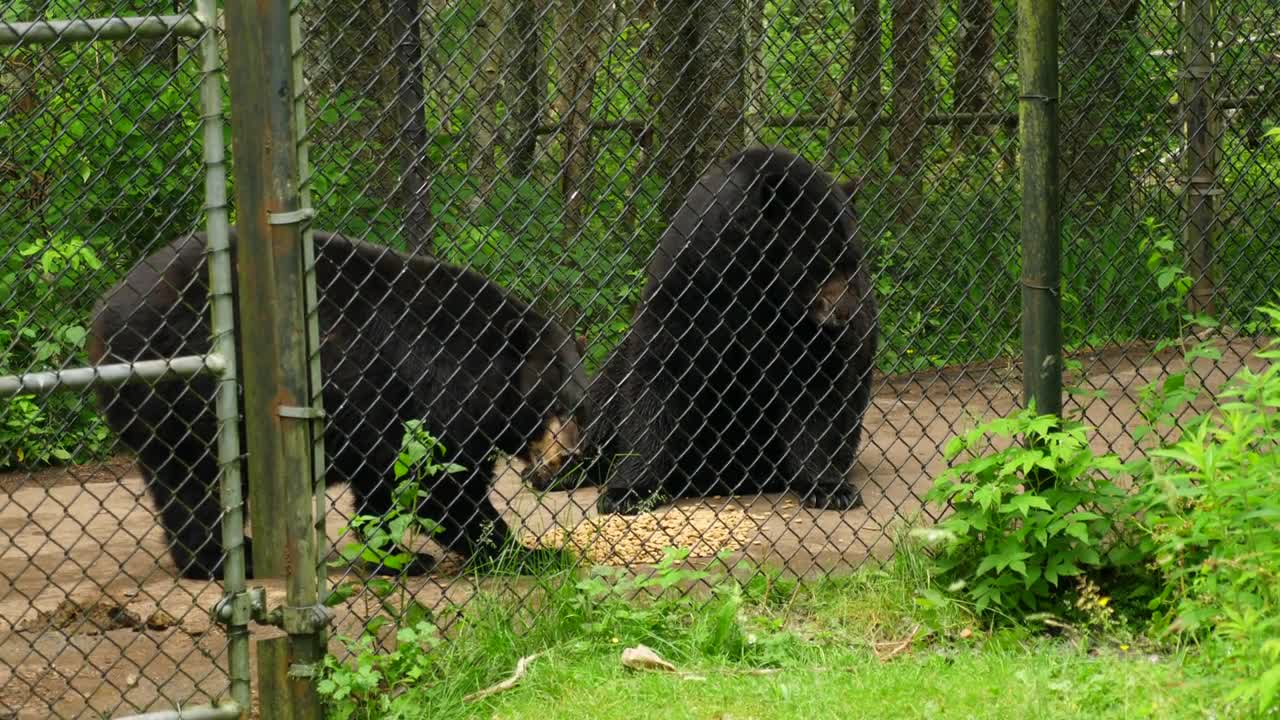 Black Bears Eating In Wildlife Conservation