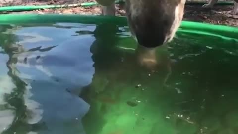 Beautiful, Blue-eyed dog tries to get ball out of pool