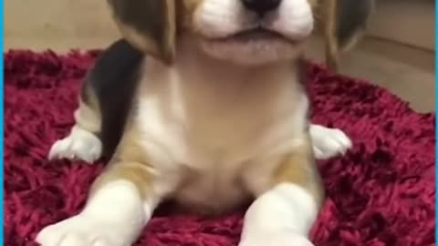 Cute Puppies Howling For the First Time