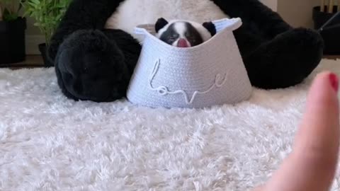 The cute Panda play with cute girl.