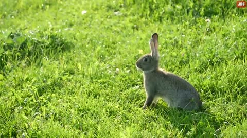 RABBIT BODY LANGUAGE
