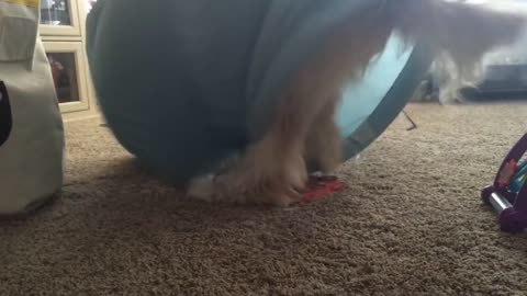 Training Fails | Funny Pet Compilation, dogs