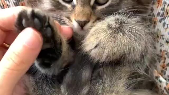 5types of cats for pets #which is rich for u