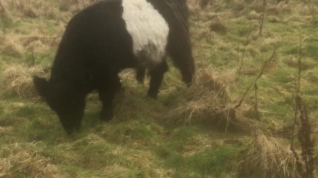 Swapping Fields With My 100% Grass Fed Cattle, But, There's an Obstacle...