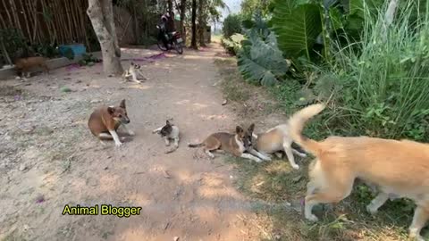 Cute Puppy Play With Sister - Brother - Friendly Pets- Village Dogs