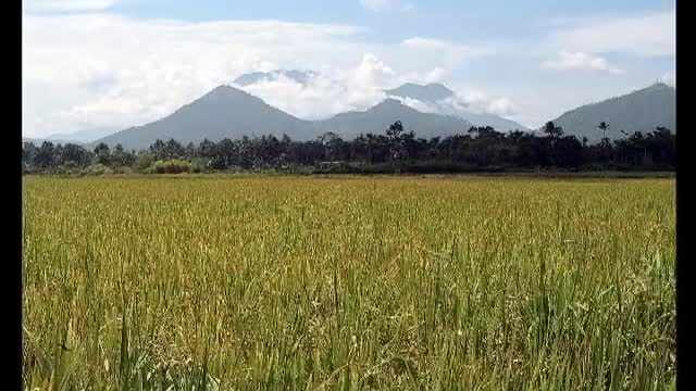 Rice-growing time-lapse--112-day growth cycle in 1 minute, 10 seconds