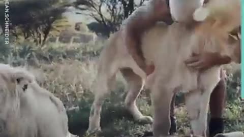 South Africa oasis for wild animals with Dean Schneider the lion king