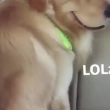 Dogs face is hilarious