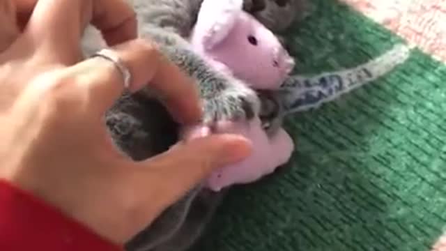 Kitty tells human: So you've chosen death eh?