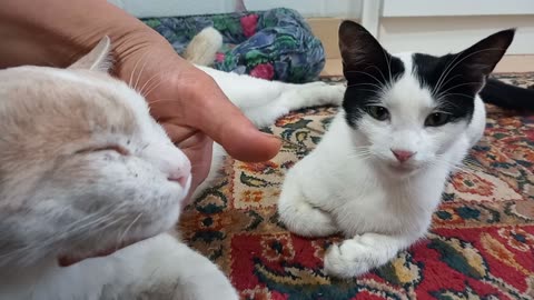 Purrfect Moments: Adorable Cat Videos