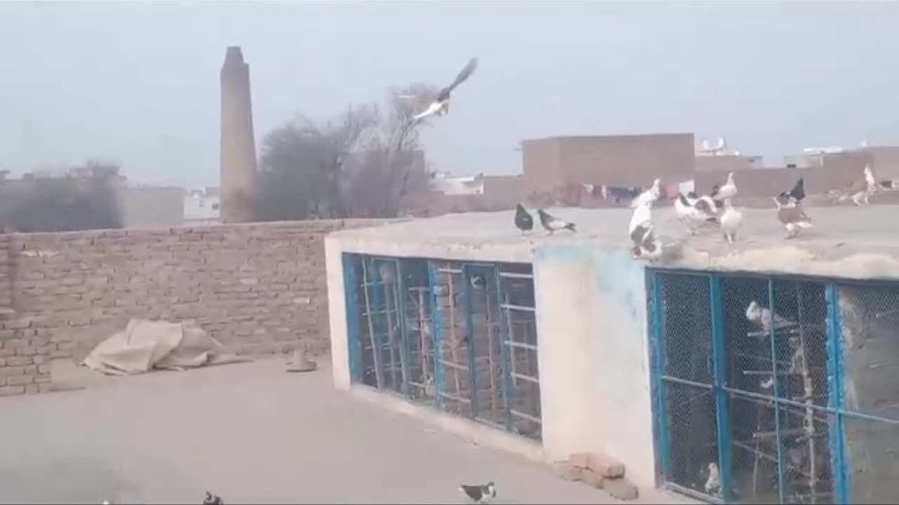 Sherazi fighter Pigeon