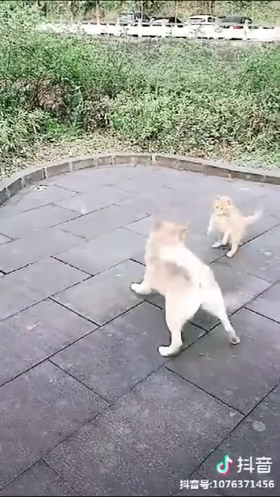 Dog VS Cat Fights - Cat and Dog Funny Fight Compilation