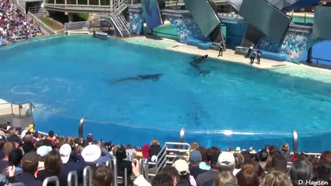 SeaWorld Professional Trainers with Killer Whales in Water