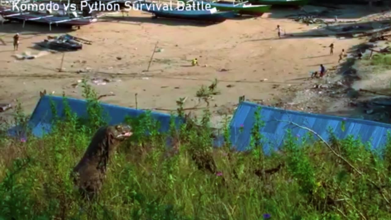 Komodo vs Python Survival Battle Wild Life