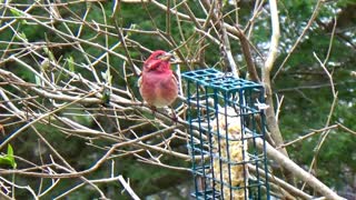 Curious Cardinal