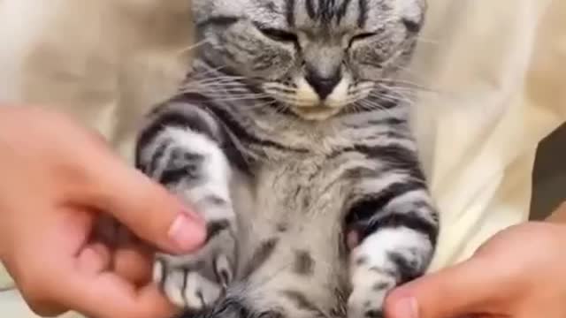 cat's breakdance | Funny cat