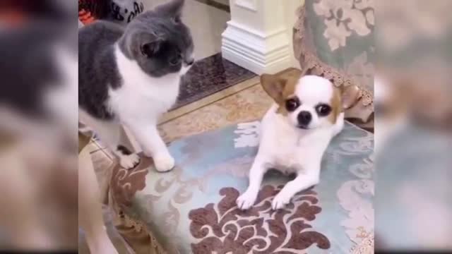 Funny Dogs with their owners compilation