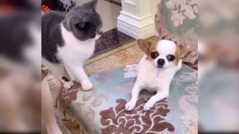 Funny Dogs with their owners compilation
