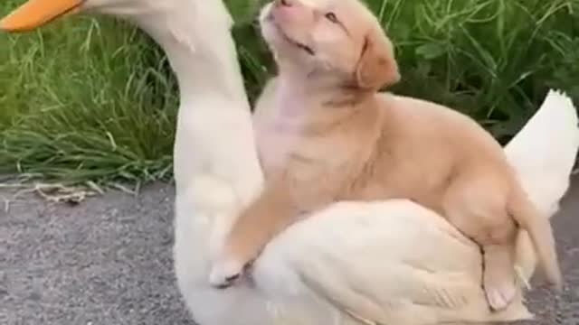 Duck and cute dog funny video