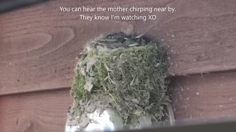 Eastern Phoebe Birds Nest Pt. 3