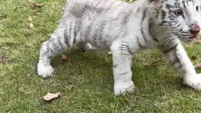 White tiger