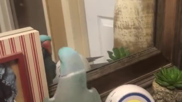 Parrot Talking with herself