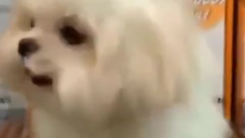 Cute lovely dog exercise in home for it health# tiny dog at home LOL LOL Dogs #Shorts