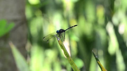 Close up view of a beautiful dragonfly sitting on a leaf