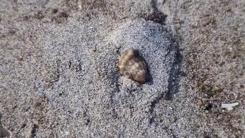 Shy Sea Snail decides to hide itself. to cute!!! So cute 🐌🐌