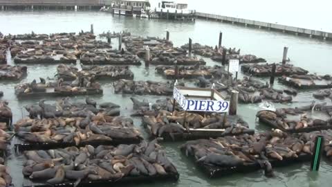 Sea Lions playing at San Francisco's Pier 39!