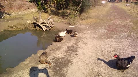 duck eating food