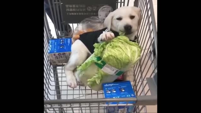 Super funny dog